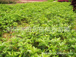 丹桂小苗采購(gòu)指南 株高7-20公分優(yōu)質(zhì)苗木基地推薦